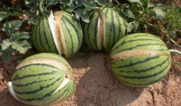 阳江吃瓜爆料事件真相,揭秘背后真相，还原事件全貌